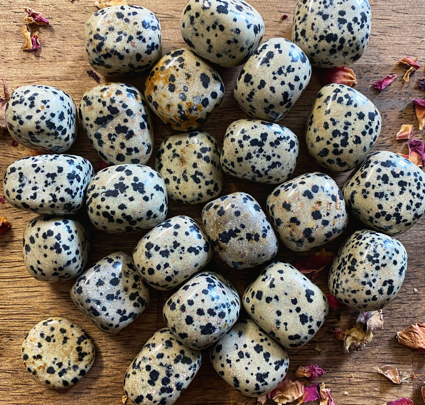 Dalmation Jasper