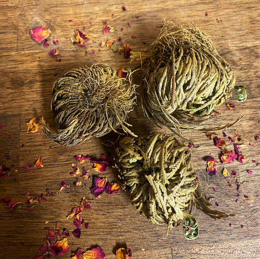 Rose of Jericho